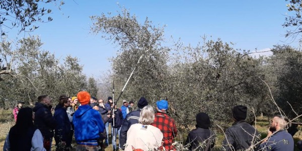 CORSO PRATICO  di POTATURA DELL’OLIVO