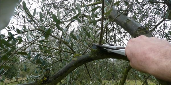 IL CORSO PRATICO DI POTATURA DELL'OLIVO